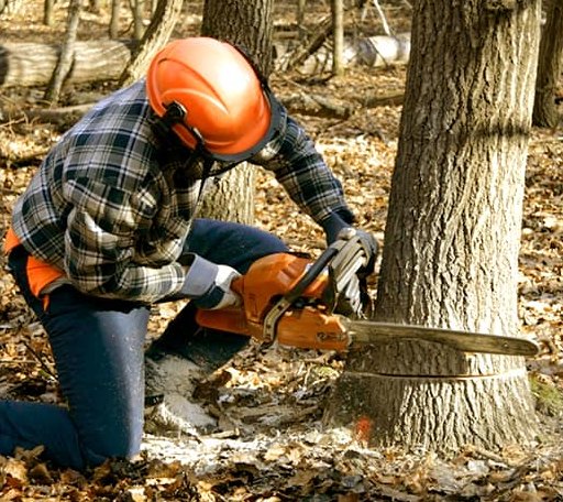 Tree Removal in Burr Hill, VA